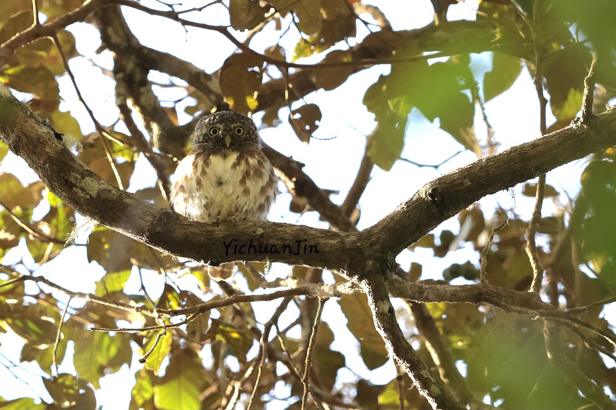 Sunda Owlet - ML643434945