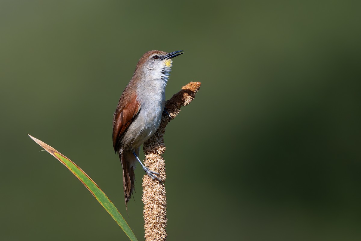 Yellow-chinned Spinetail - ML643434949