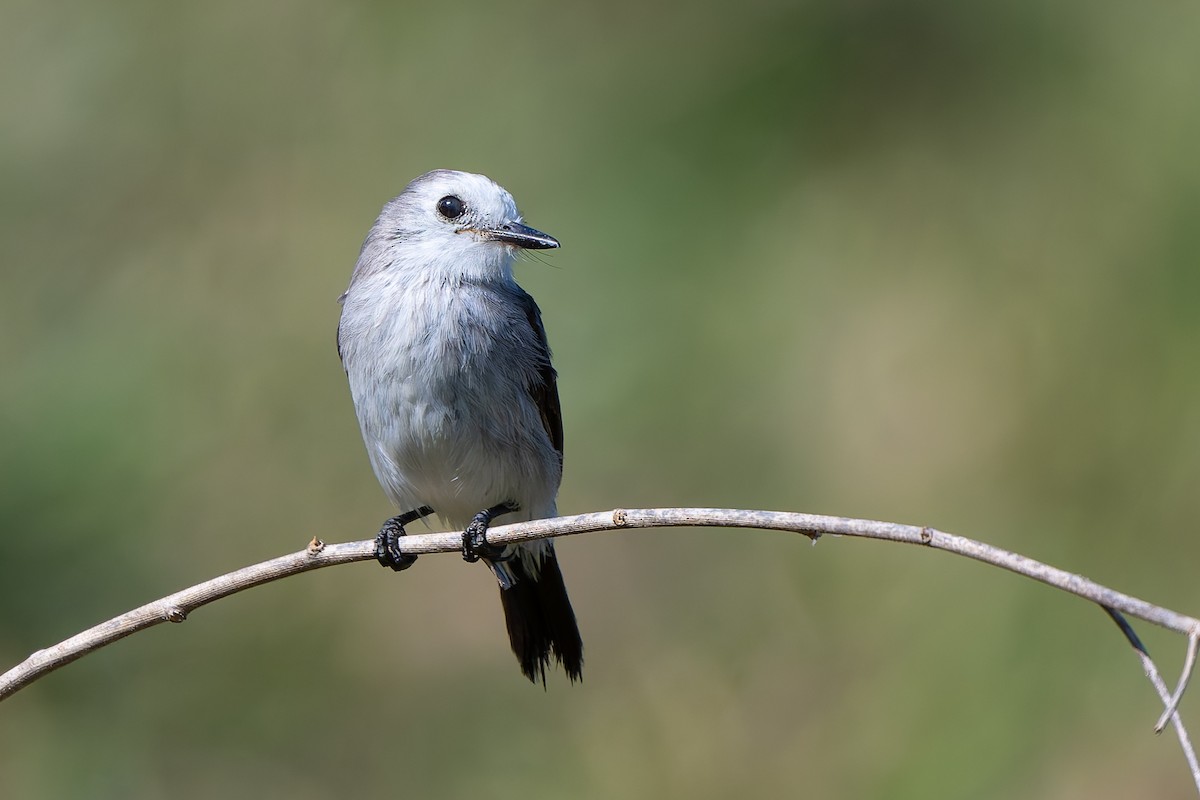 White-headed Marsh Tyrant - ML643434959