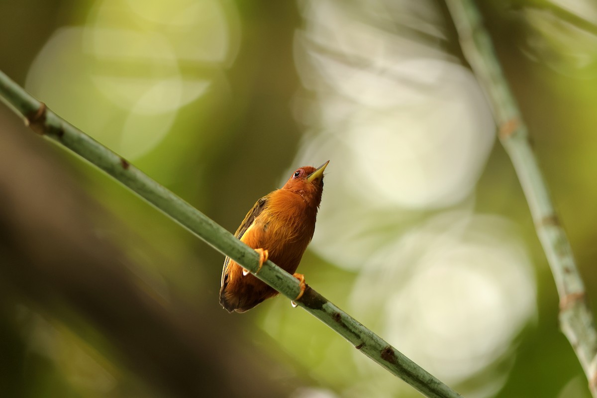 Rufous Piculet - ML643434961