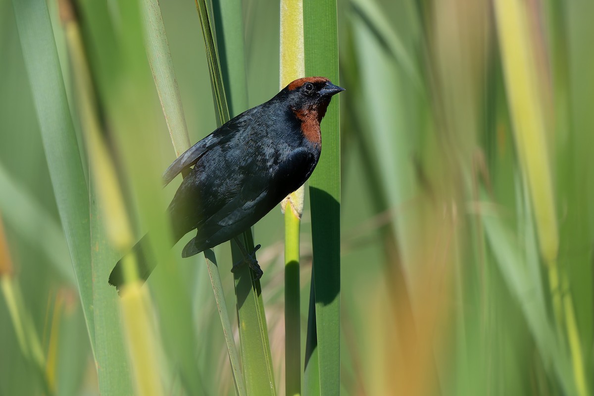 Chestnut-capped Blackbird - ML643434965