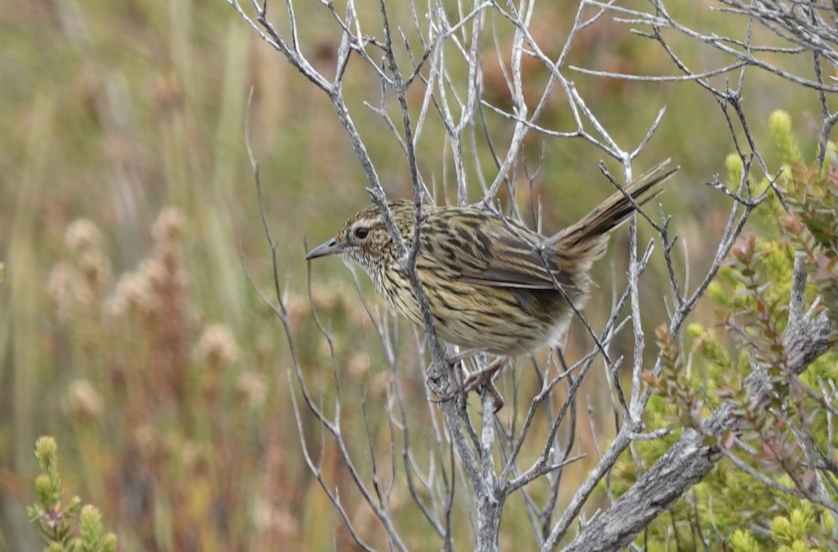 Striated Fieldwren - ML643434966