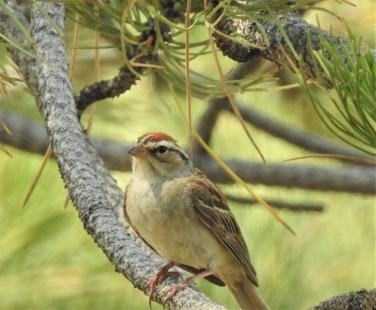 Chipping Sparrow - ML643434967