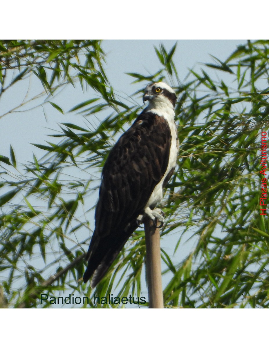 Osprey - ML643434970