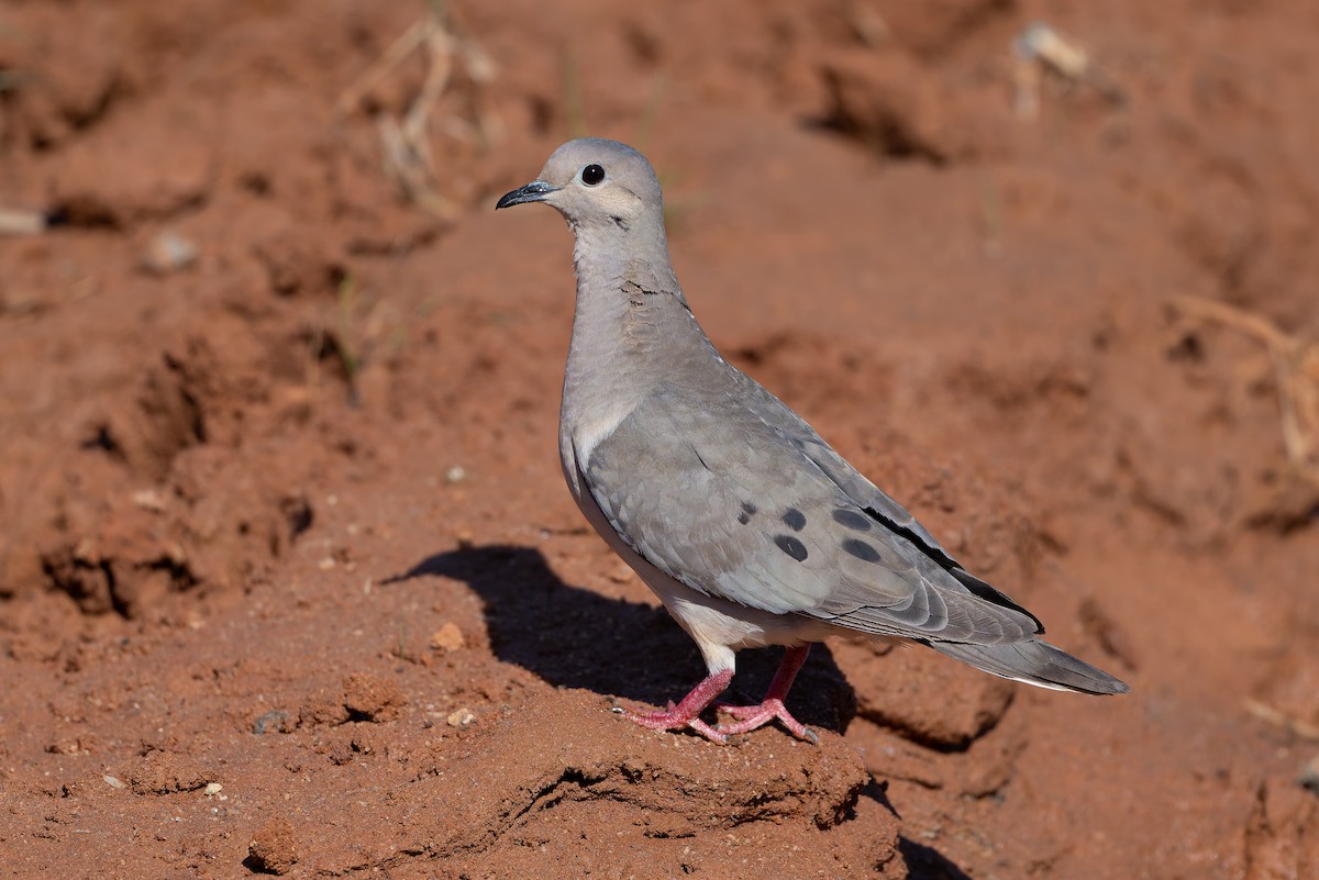 Eared Dove - ML643434971