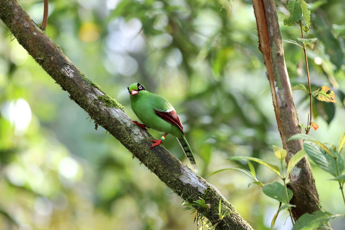 Bornean Green-Magpie - ML643434973