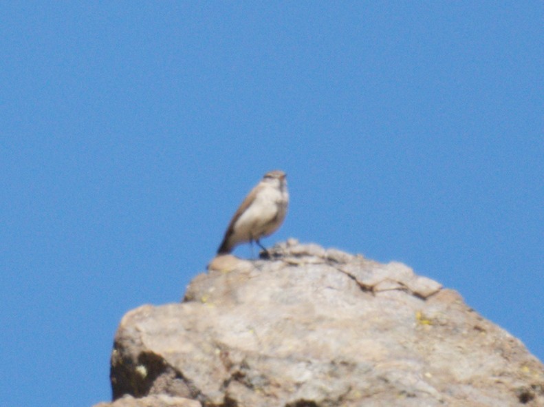 Spot-billed Ground-Tyrant - ML643434976