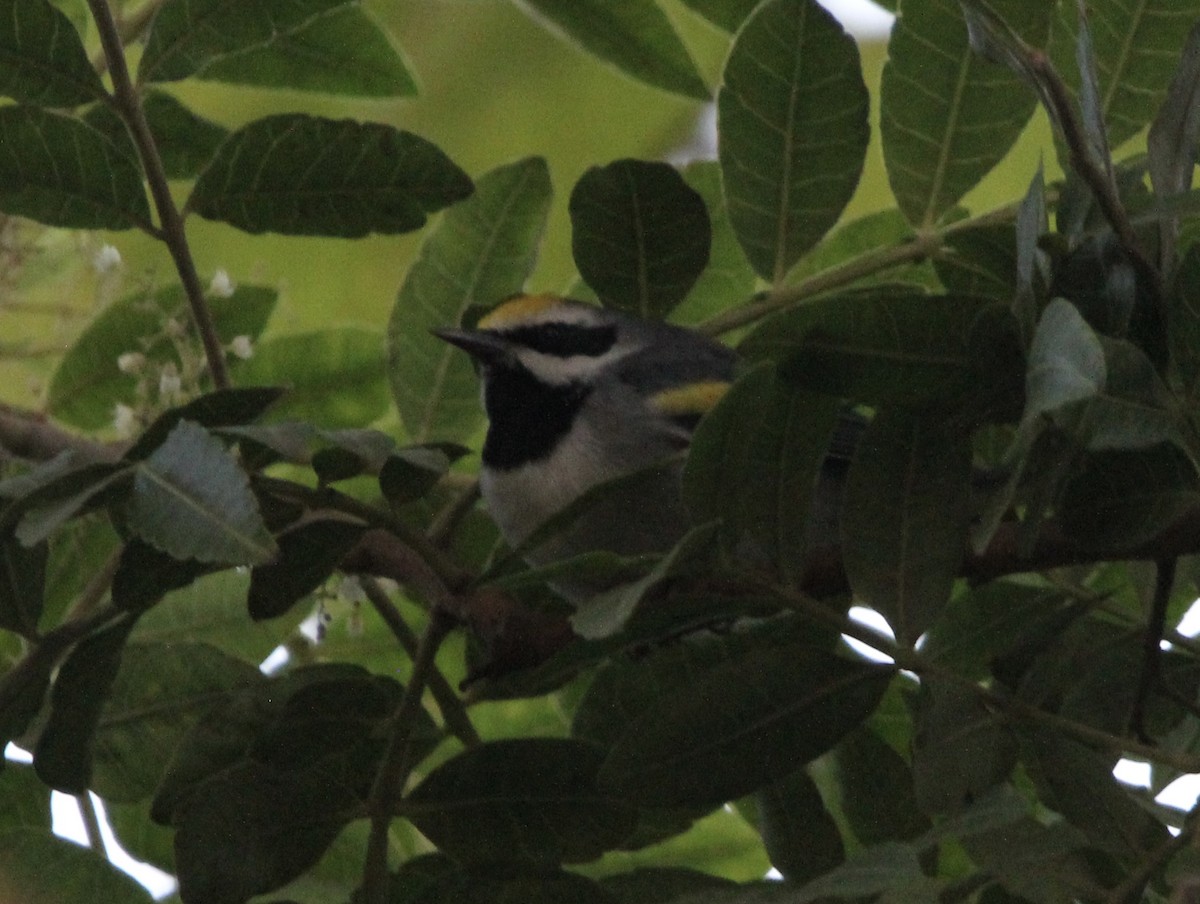 Golden-winged Warbler - ML643434978