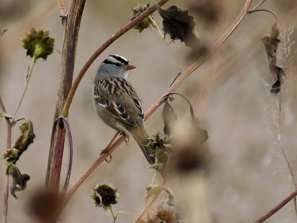White-crowned Sparrow - ML643434992