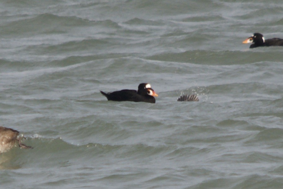 Surf Scoter - ML643434993