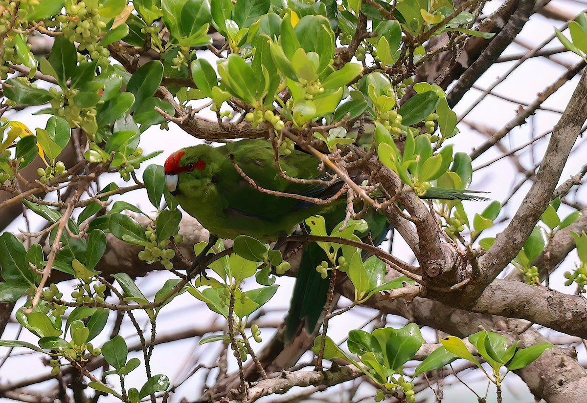 Ziegensittich - ML643434996