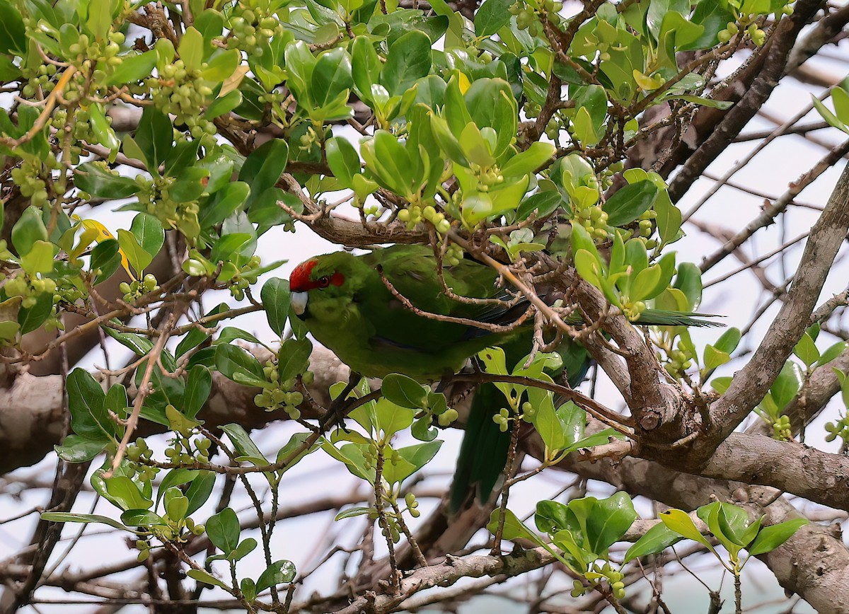 Ziegensittich - ML643434997