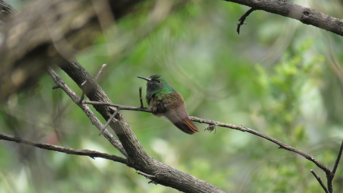 Berylline Hummingbird (Northern) - ML643434999
