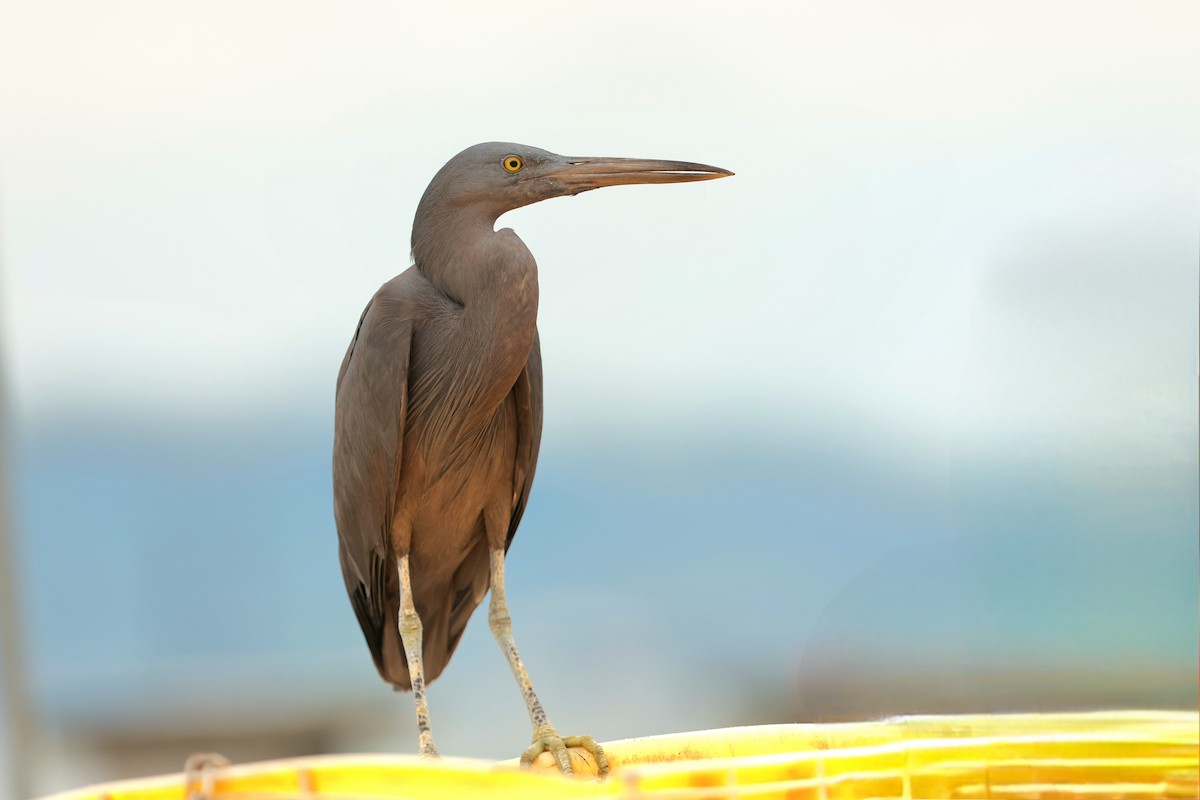 Pacific Reef-Heron - ML643435004