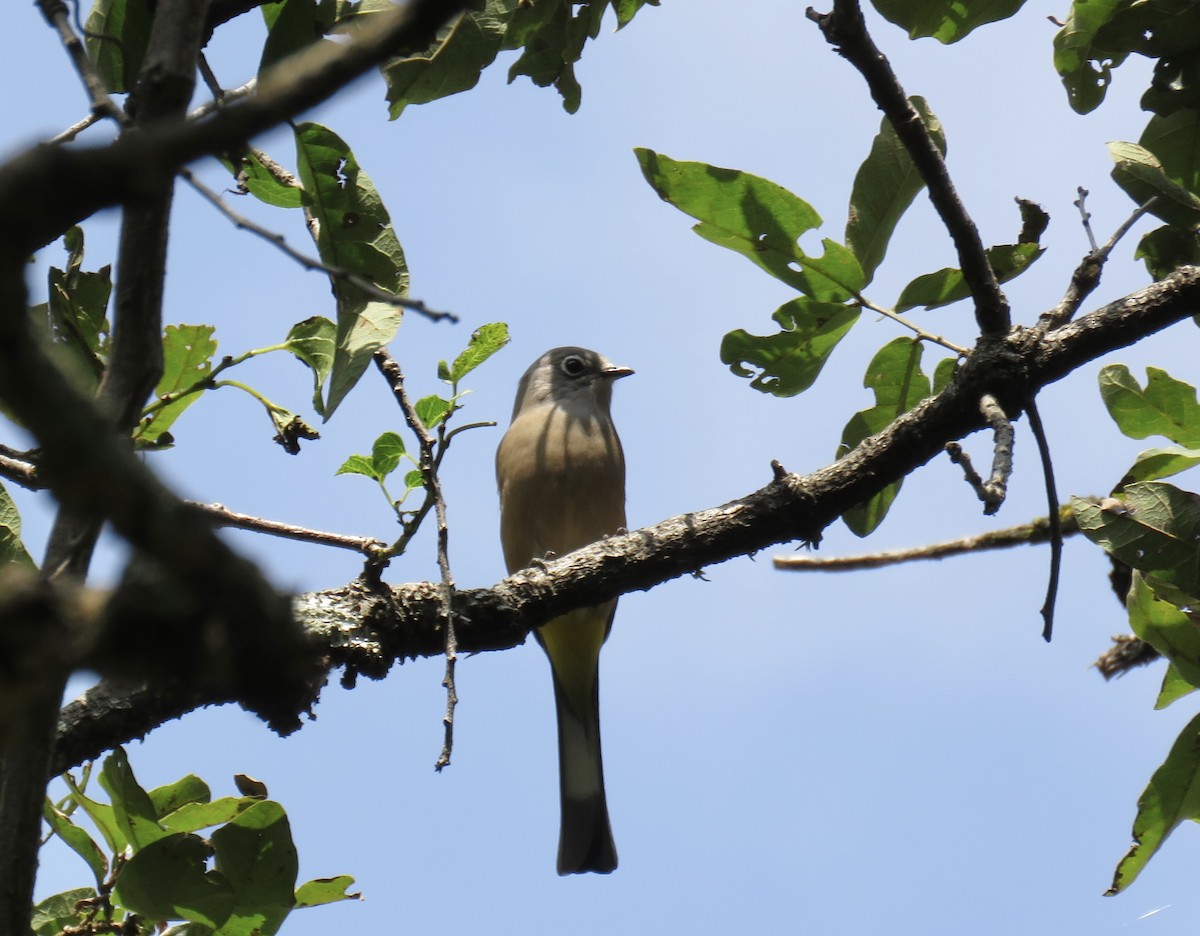 Gray Silky-flycatcher - ML643435014