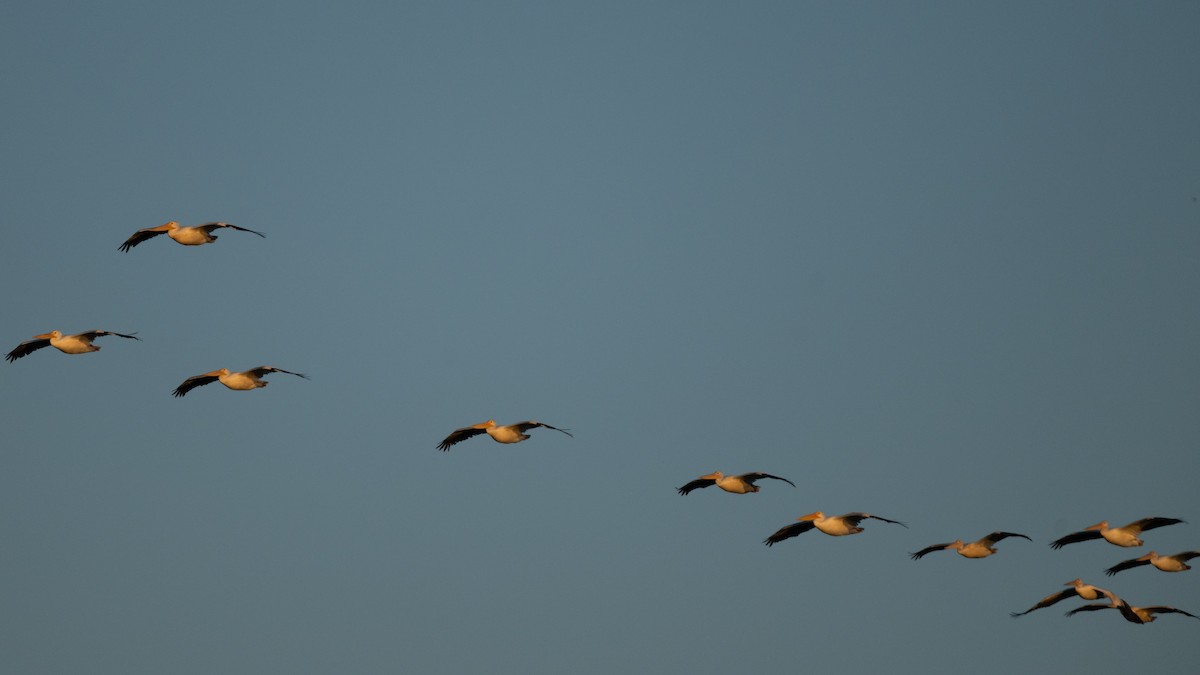 American White Pelican - ML643435022