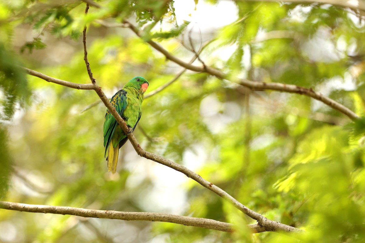 Blue-naped Parrot - ML643435034