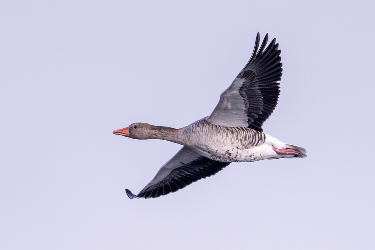 Graylag Goose - ML643435049