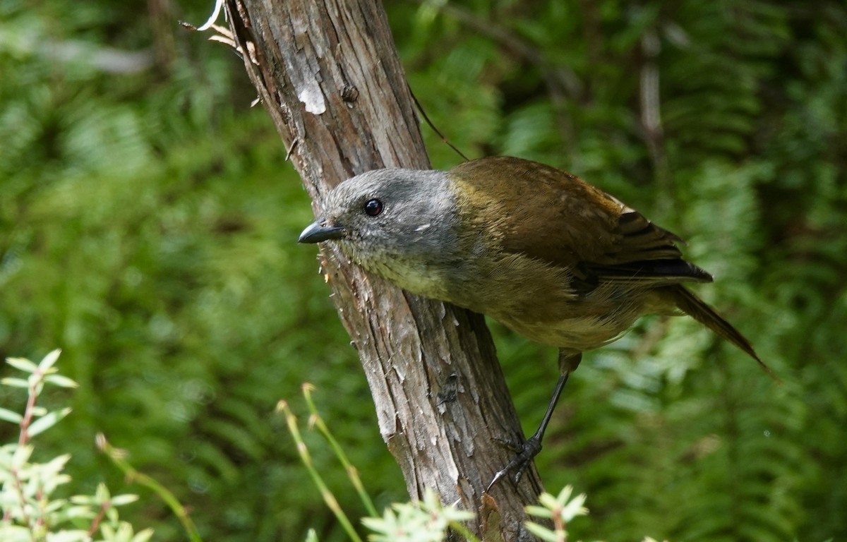 Olive Whistler - ML643435085