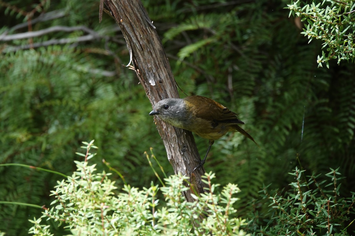 Olive Whistler - ML643435086