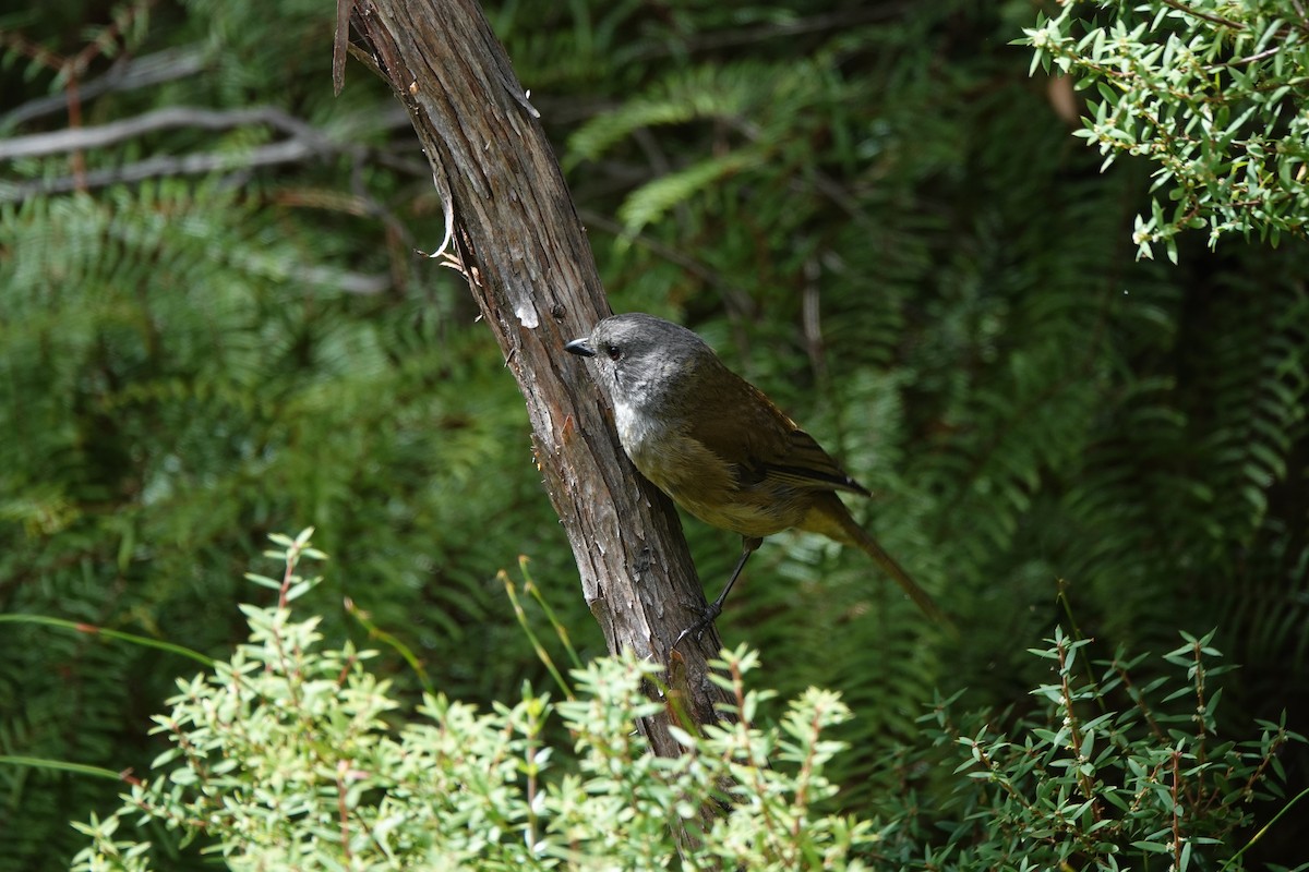 Olive Whistler - ML643435088