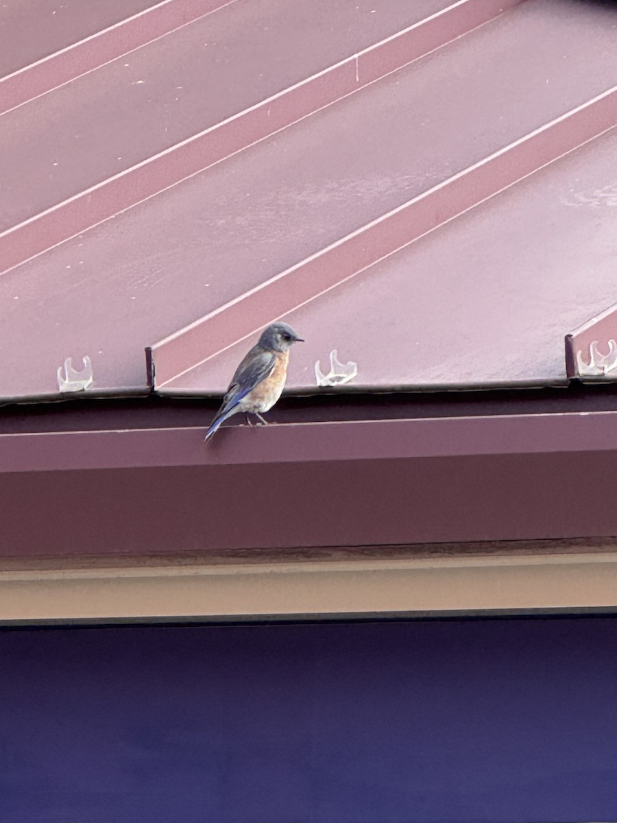 Western Bluebird - ML643435090