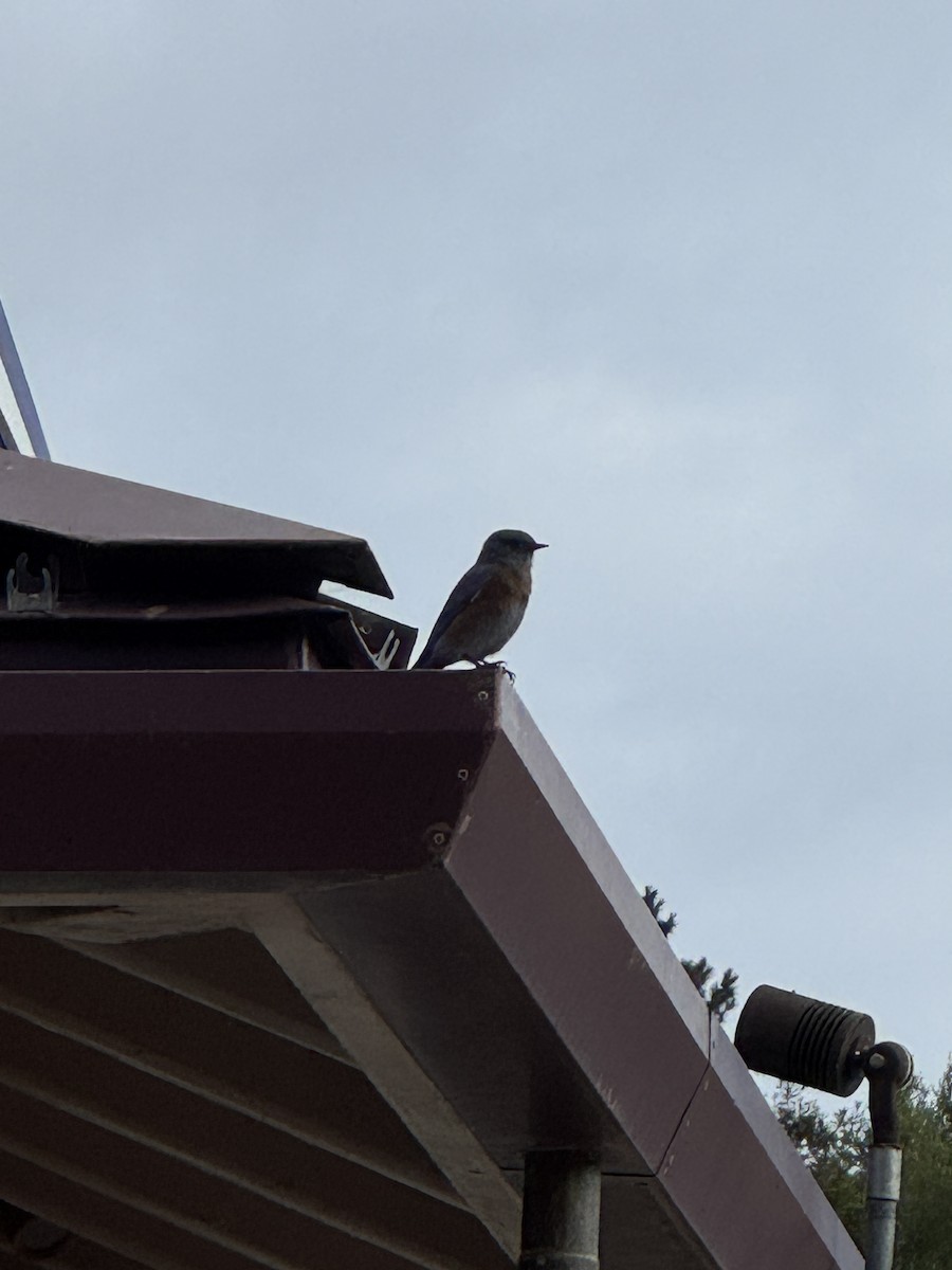 Western Bluebird - ML643435091