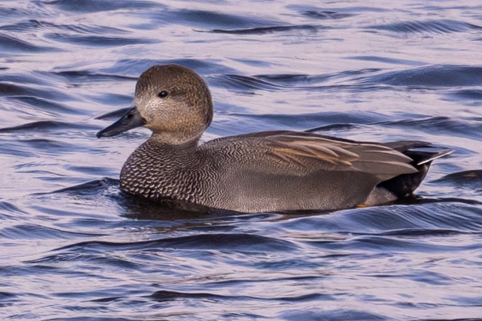 Gadwall - ML643435096