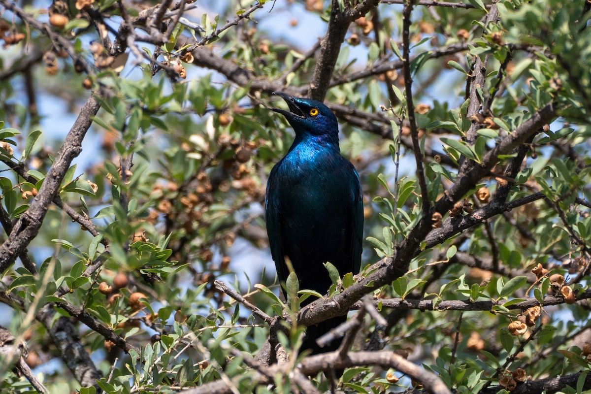 Greater Blue-eared Starling - ML643435104