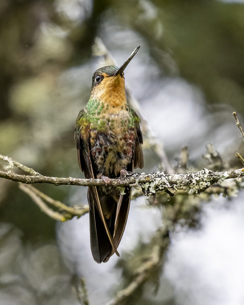 Blue-throated Starfrontlet - ML643435107