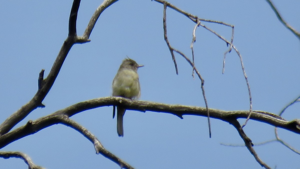 Greater Pewee (Mexican) - ML643435111