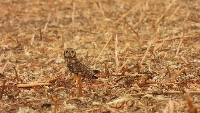 コミミズク - ML643435113