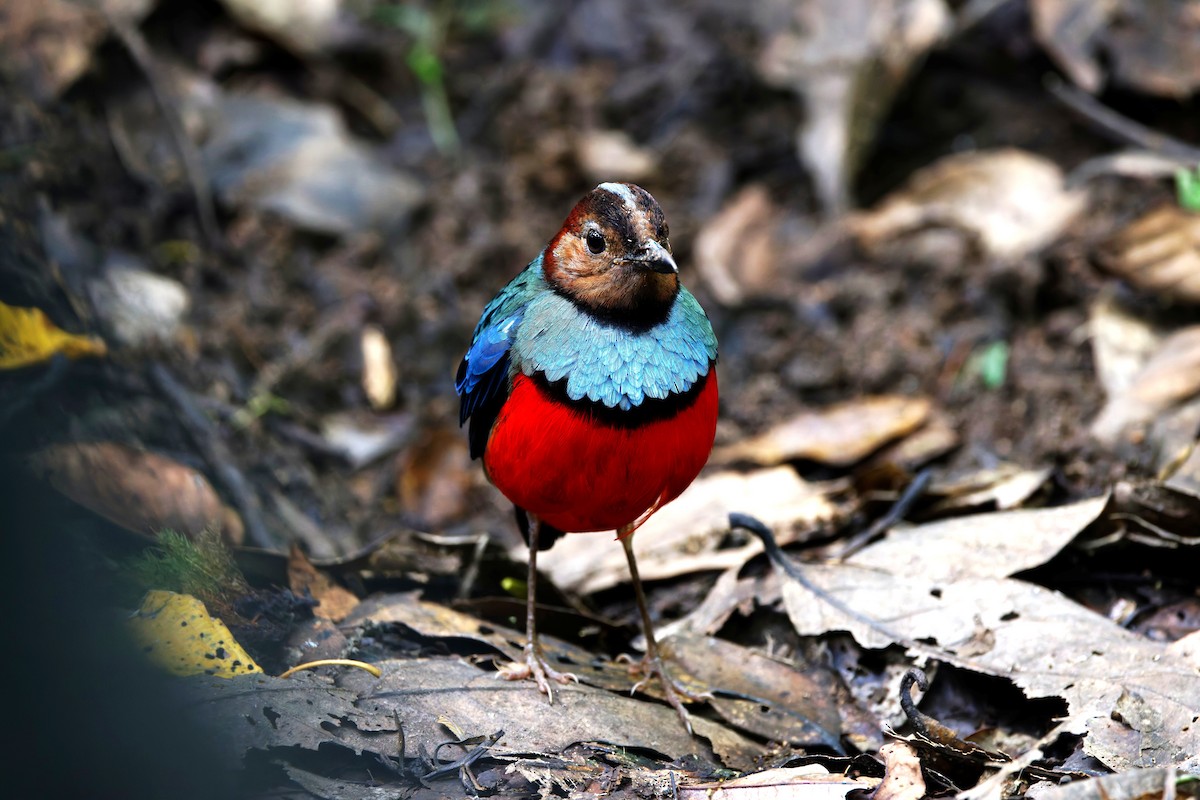 Sulawesi Pitta - ML643435117