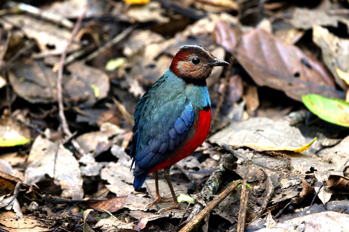 Sulawesi Pitta - ML643435124