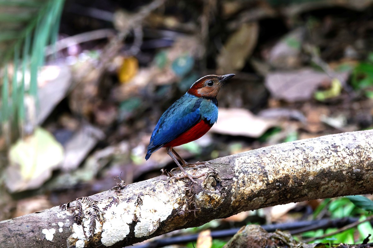 Sulawesi Pitta - ML643435127