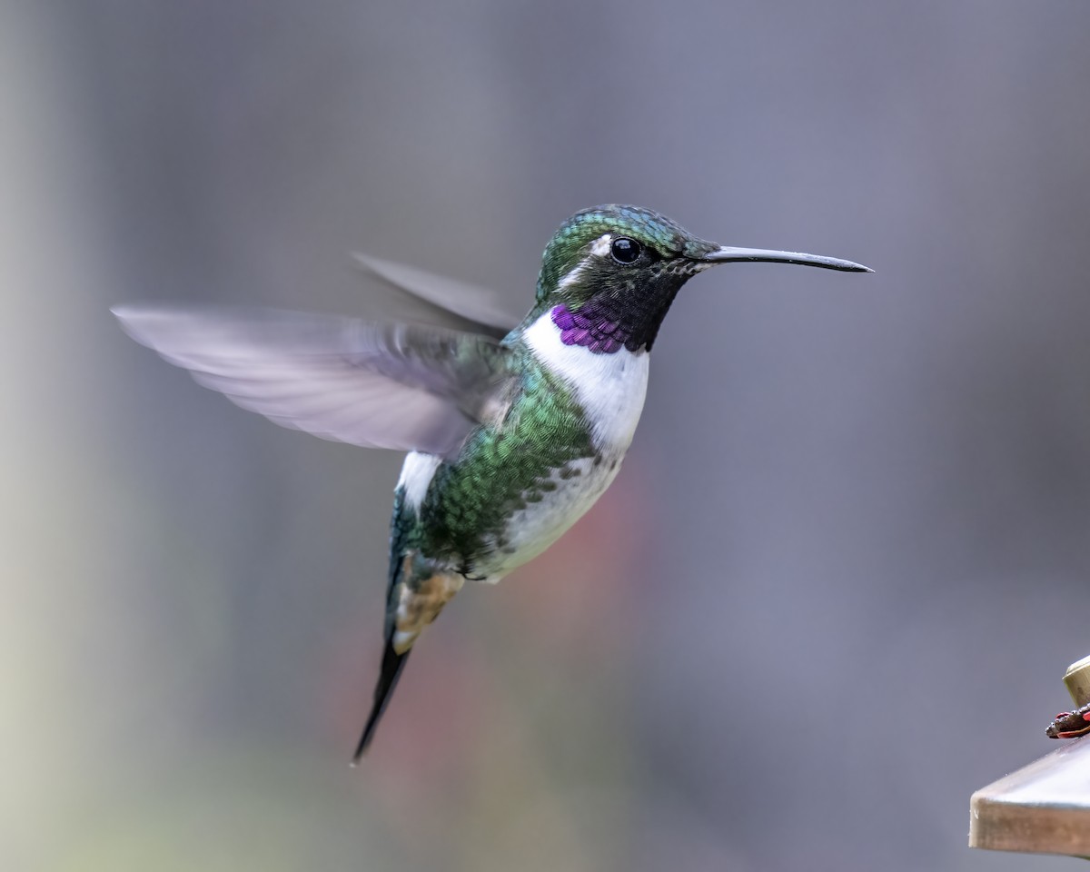 Colibri de Mulsant - ML643435129