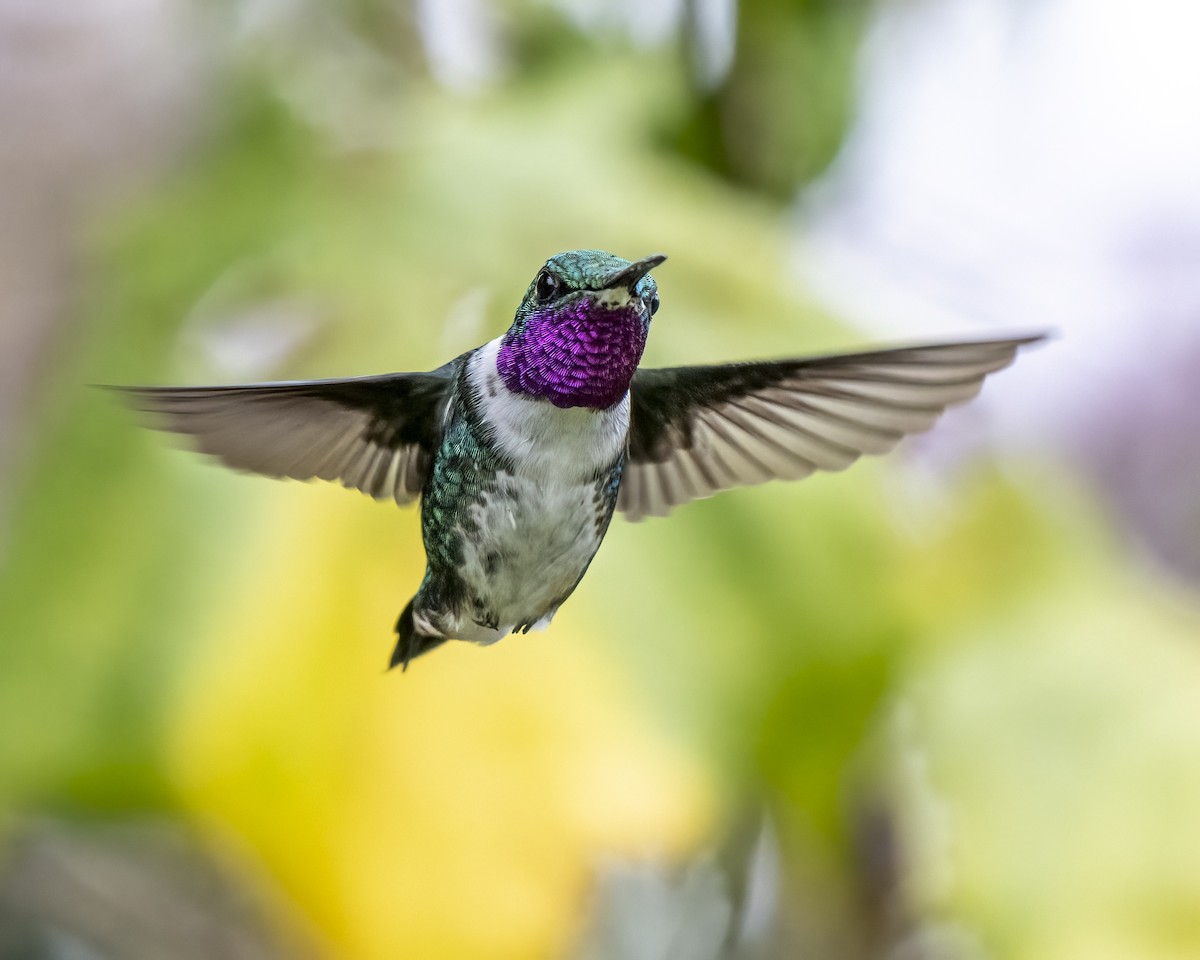 Colibri de Mulsant - ML643435130
