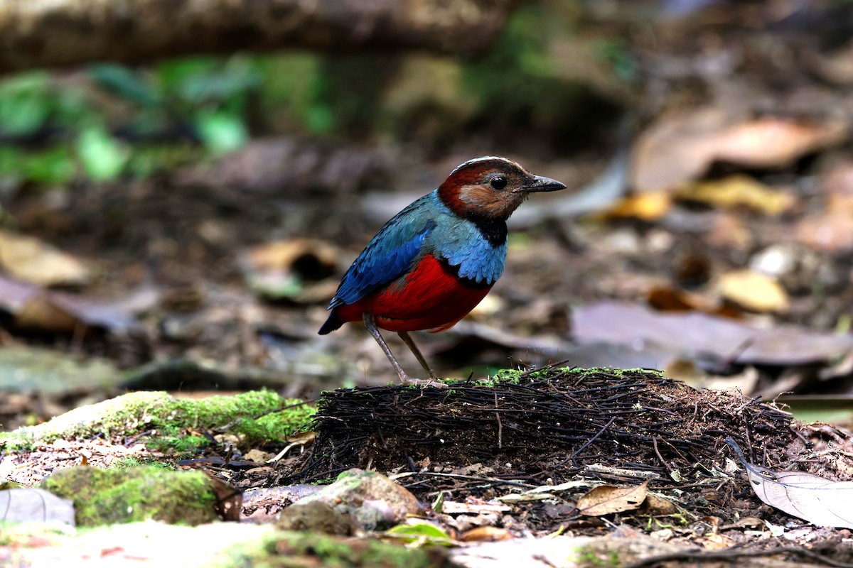 Sulawesi Pitta - ML643435133