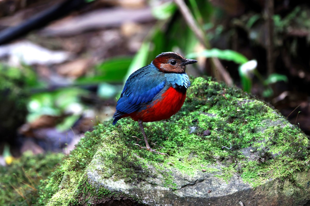 Sulawesi Pitta - ML643435139