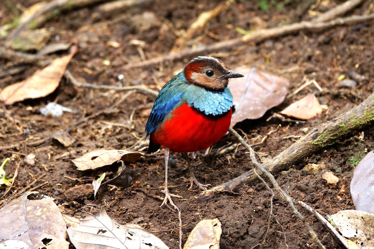 Sulawesi Pitta - ML643435143
