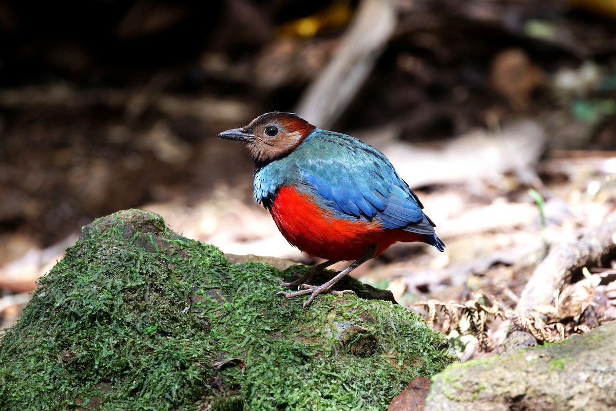 Sulawesi Pitta - ML643435147