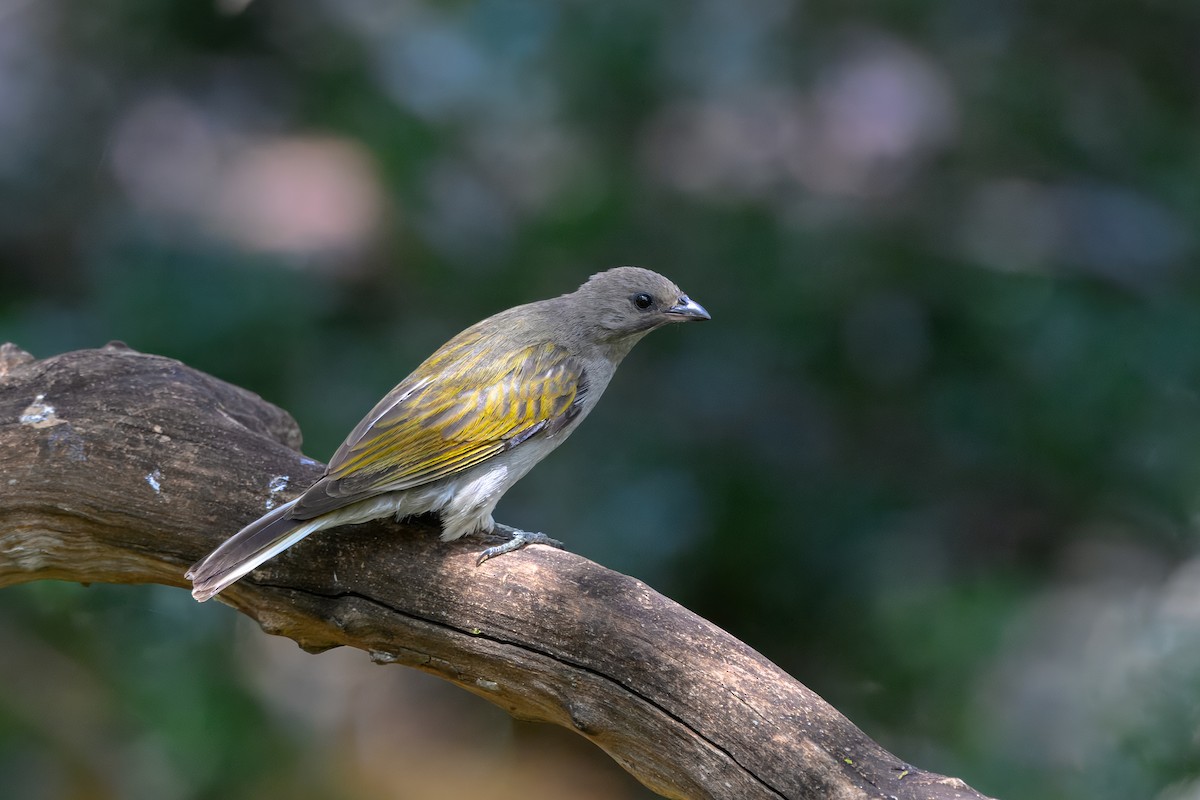 Lesser Honeyguide - ML643435151