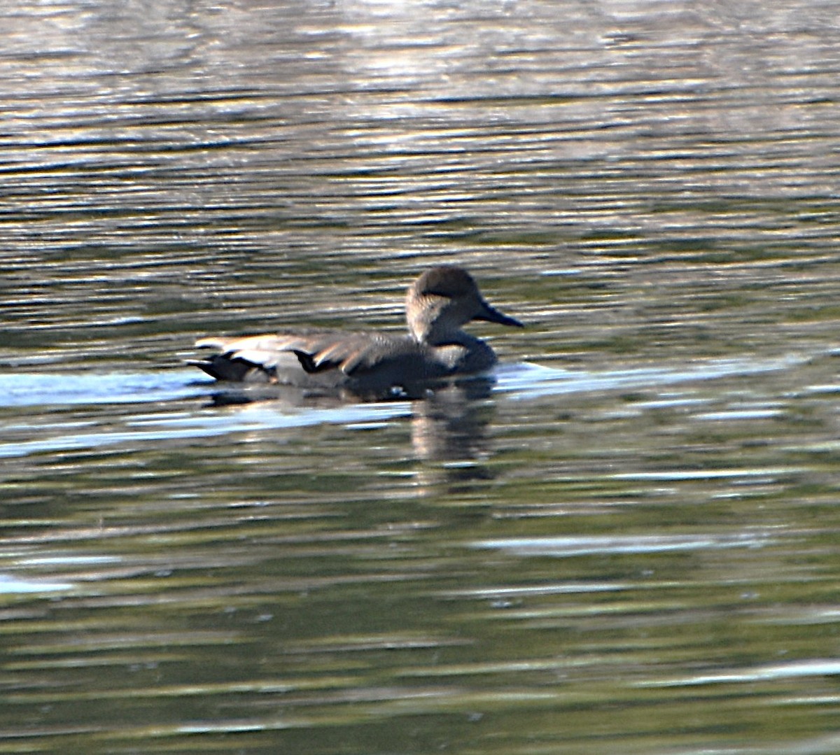 Gadwall - ML643435157