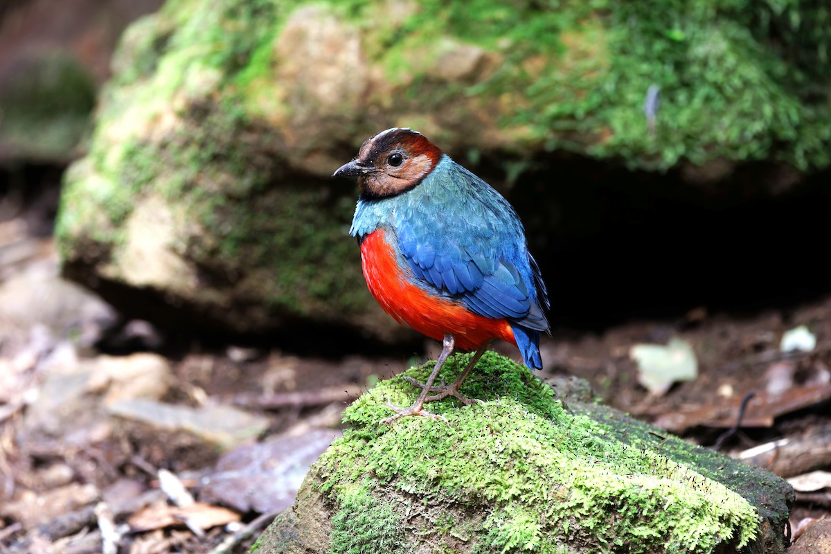 Sulawesi Pitta - ML643435160