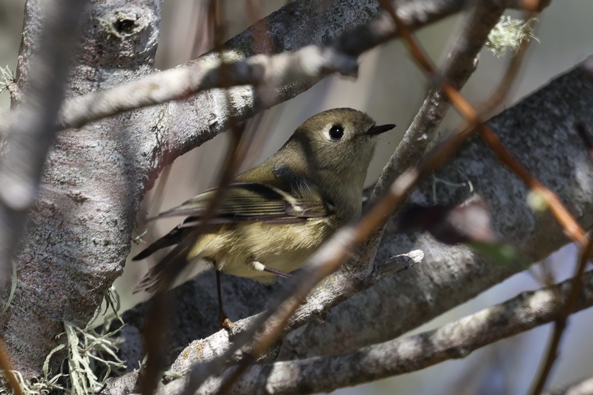 Ruby-crowned Kinglet - ML643435166