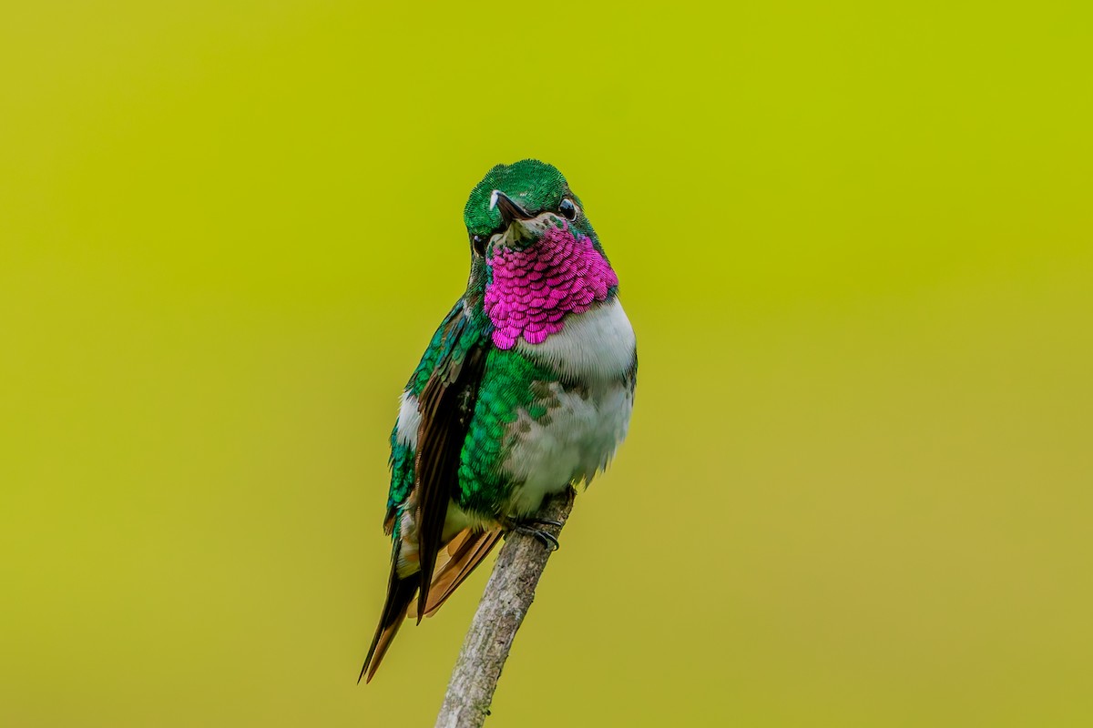 Colibri de Mulsant - ML643435167