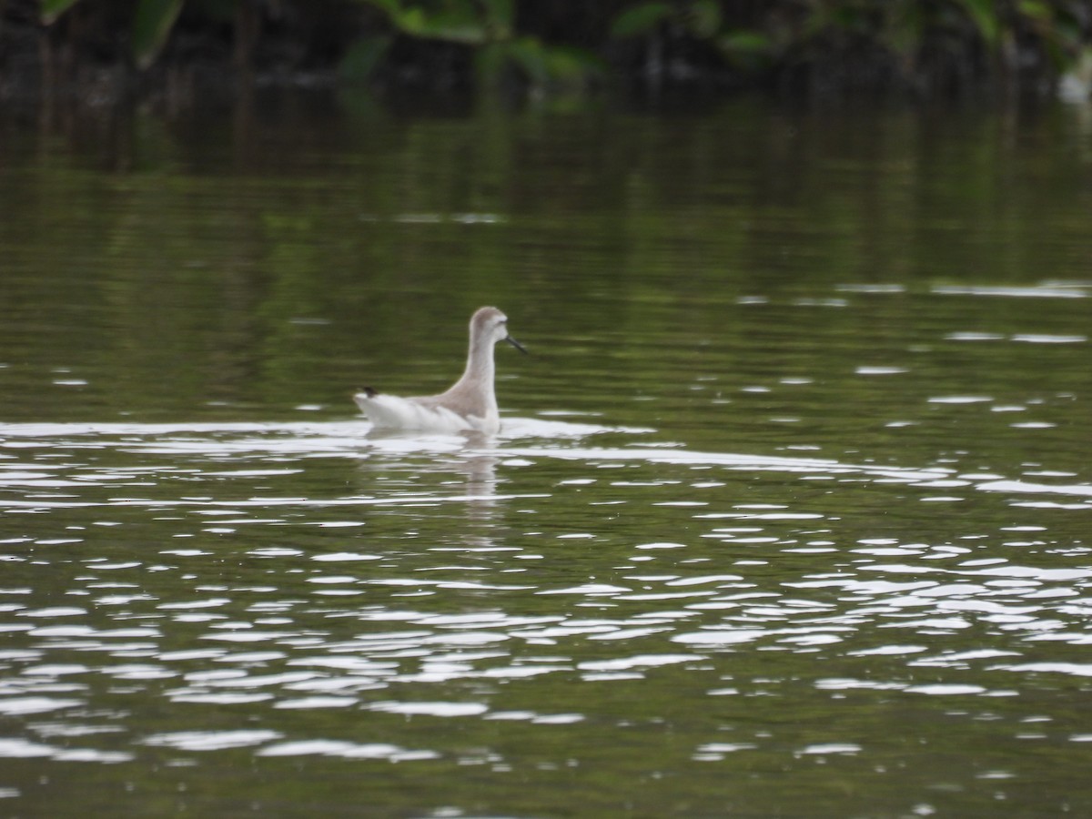 Phalarope de Wilson - ML643435174