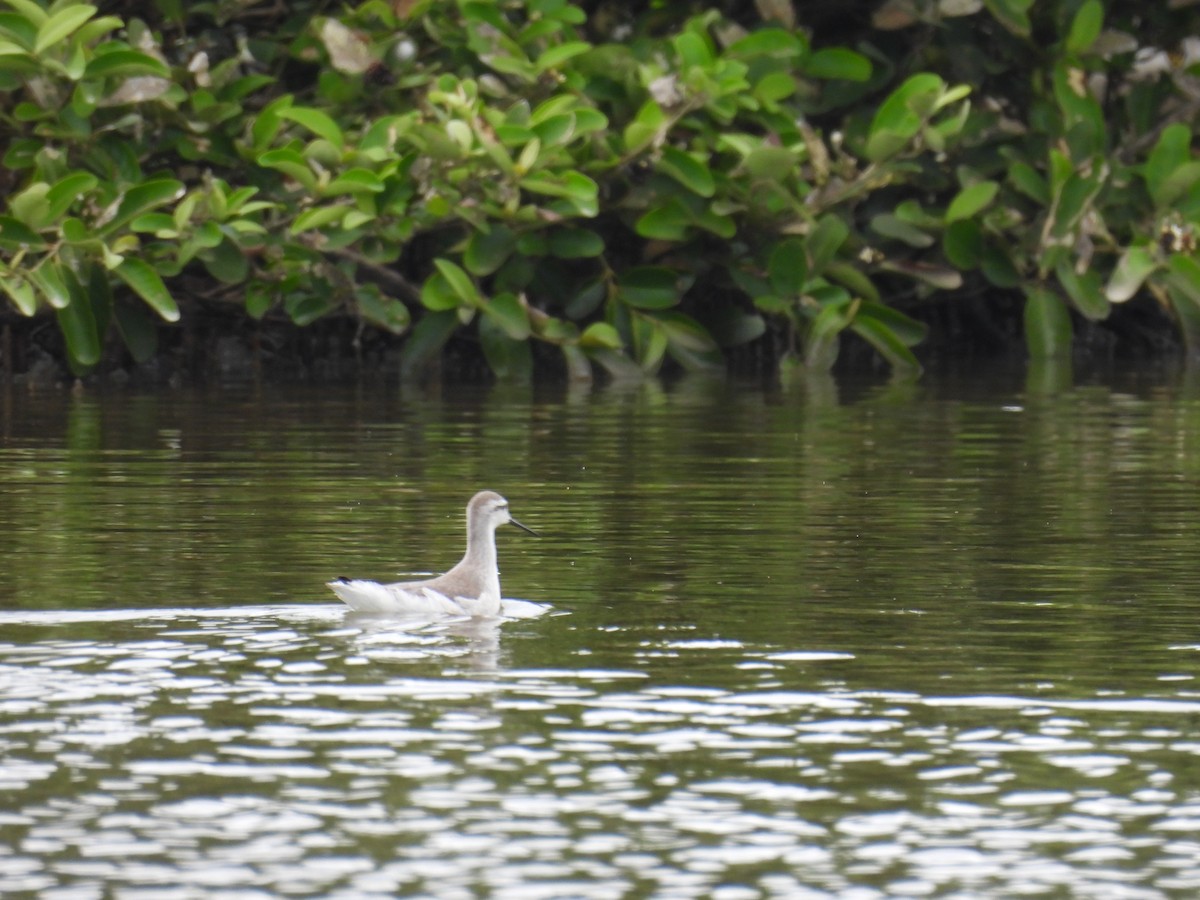 Phalarope de Wilson - ML643435175