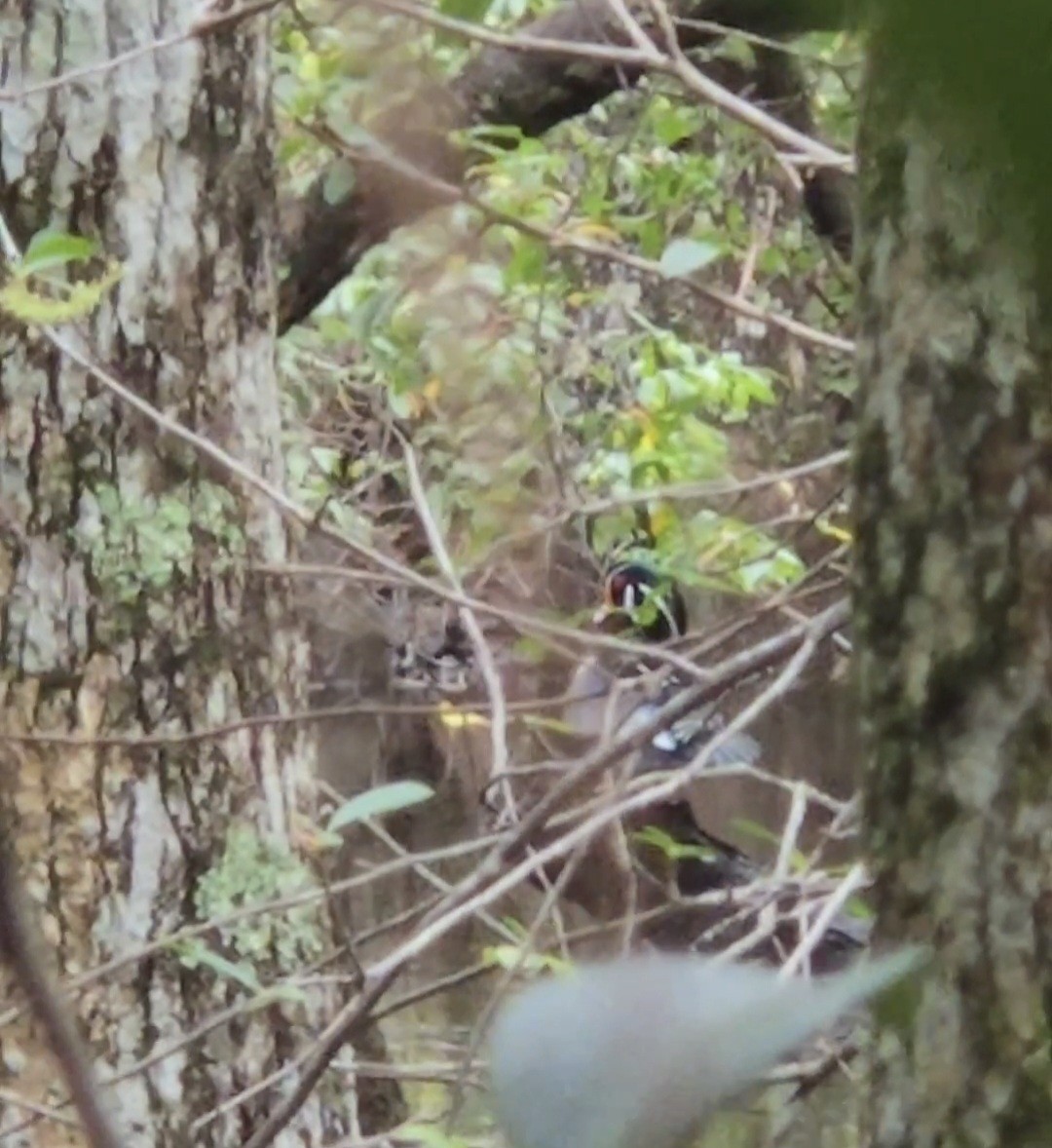 Wood Duck - ML643435178