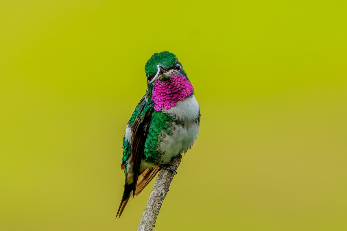 Colibri de Mulsant - ML643435184